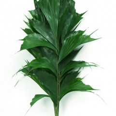 Caryota Leaves