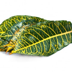 Coadium Croton Leaves