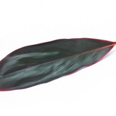 Cordyine Terminalis Red Leaves