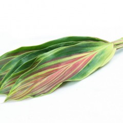 Cordyline Tricolor Leaves