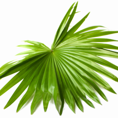 Livistona Rotundifolia Leave