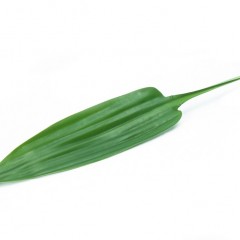 Thaliode Leaves