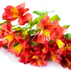 Alstroemeria Flowers (Orange)