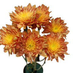 Chrysanthemum Flower (Orange)