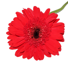 Gerbera Flower (Red)